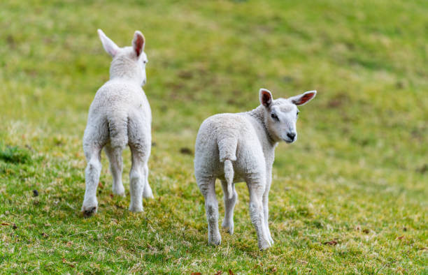 istock close-up photographs of sheep 2180929428