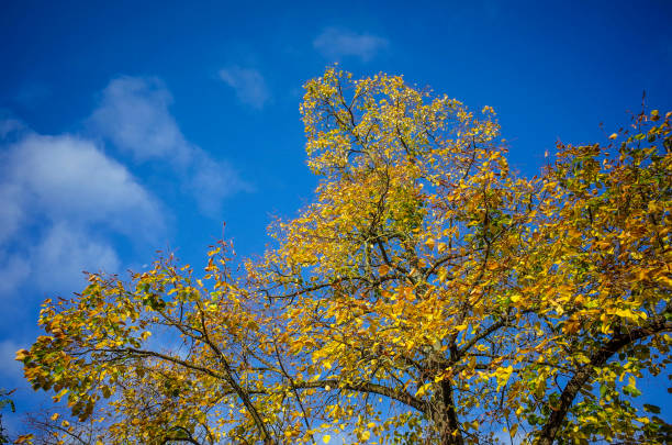 Colorful yellow red leaves on a tree in autumn in atmospheric sunny light with a blue sky