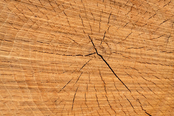 Texture of a chestnut log with some cracks on the surface amidst a pile of wood