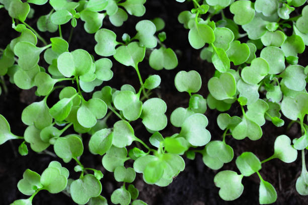 arugula seedlings with green leaves that are growing on the ground top view