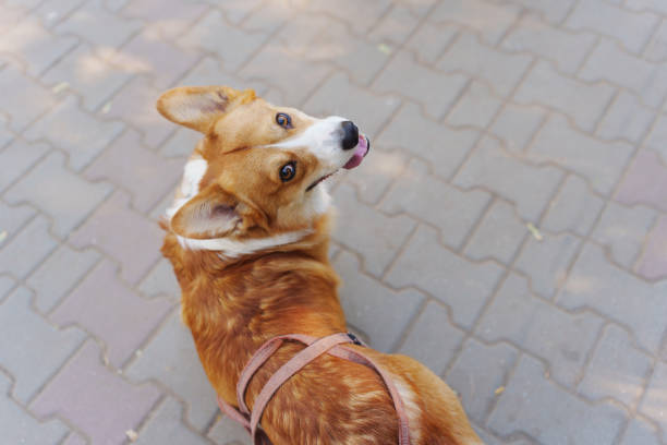 istock A funny dog of the Corgi breed on a walk. 2180934621