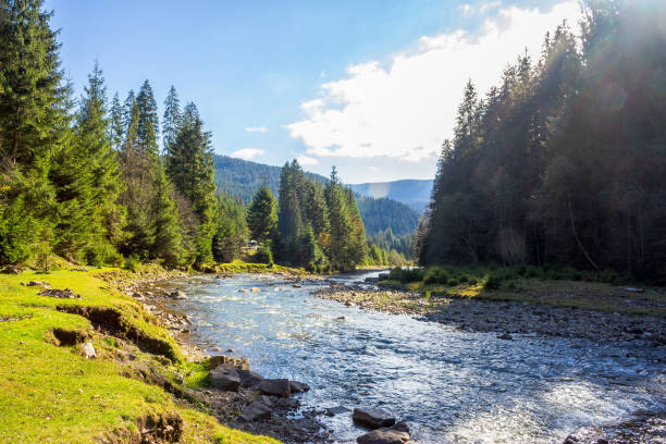 landscape with mountains, forest and a river in front. vacation in national park. beautiful scenery in autumn. picturesque ecosystem