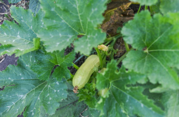 flower and fruit prolifically, providing a constant supply of summer vegetables. Courgettes or zucchinis grown organically.