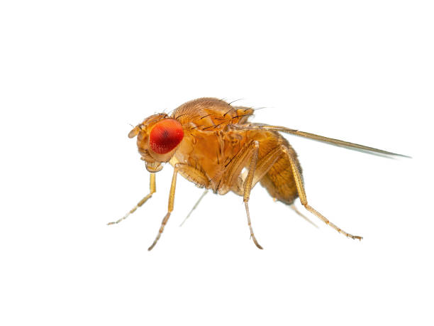 istock Exotic Drosophila Fruit Fly Diptera Parasite Insect on White Background 2180938829