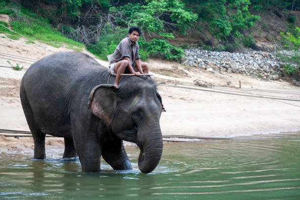 Kanchanaburi, Thailand - April 6, 2011: Man with Asian Elephant in the River Kwai.