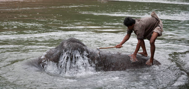 Kanchanaburi, Thailand - April 6, 2011: Man with Asian Elephant in the River Kwai.