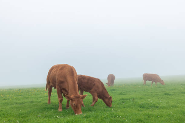 Limousin cows feeding on fresh green grass in a fog-covered field. The mist enhances the serene rural landscape, with the soft light adding to the calmness of the morning pasture scene