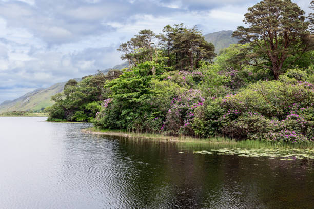 A scenic view of Kylemore Lake in Connemara, Ireland, surrounded by vibrant greenery and blooming rhododendrons