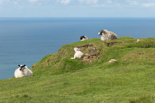 A group of Scottish Blackface sheep sit on a green cliff at Slieve League, Ireland, hiding from the strong Atlantic breeze under a blue sky
