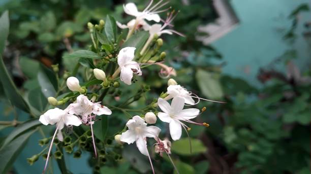 istock Small white flowers in the garden 2180945128