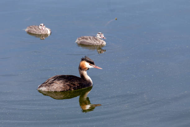 Wildlife. Beautiful waterfowl (Podiceps cristatus)with little chicks swimming in the lake on a sunny day