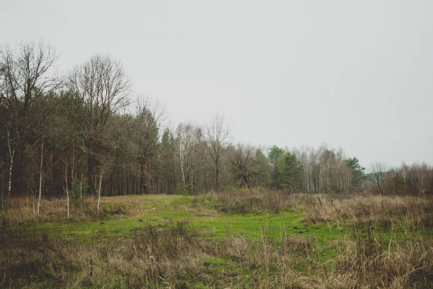 View of boggy river between forest and overgrown meadow in August day