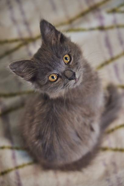 istock The kitten is sitting on the bed and looking curiously at the camera 2180952109