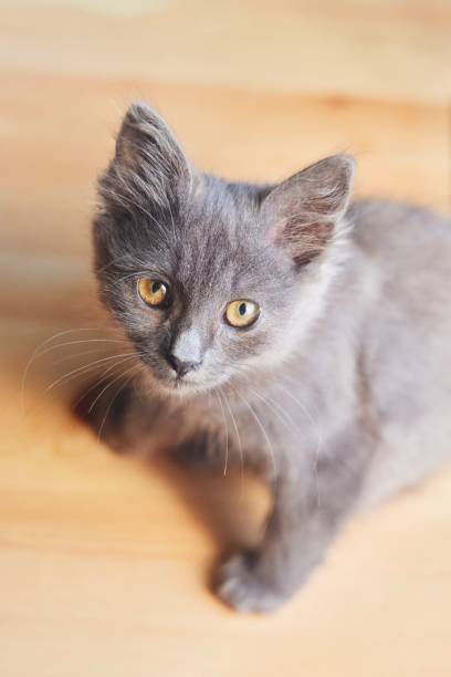 istock The kitten is sitting on the table and looking curiously at the camera 2180952228