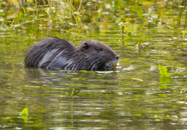istock nutria in the pond, nutria eats something, coypu from the side, cute nutria, cute little paws of the coypu, orange teeth 2180952258