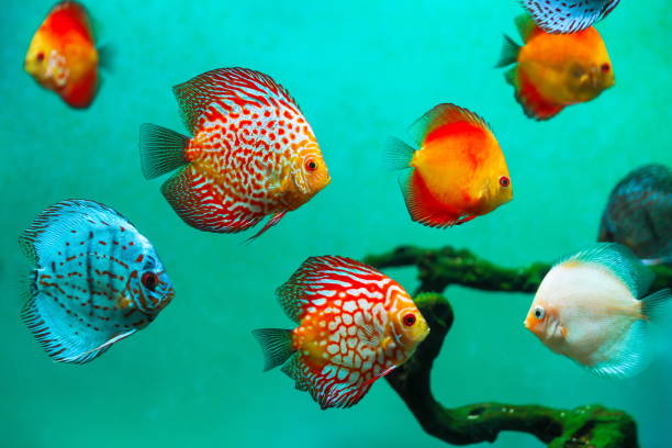 istock beautiful background with tropical fish symphysodon 2180953704
