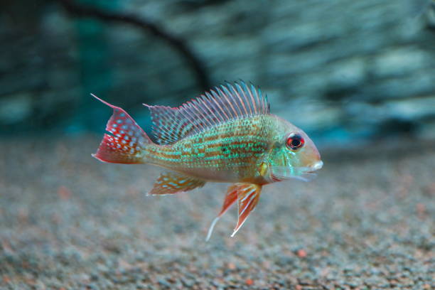 aquarium fish cichlid geophagus surinamensis close-up
