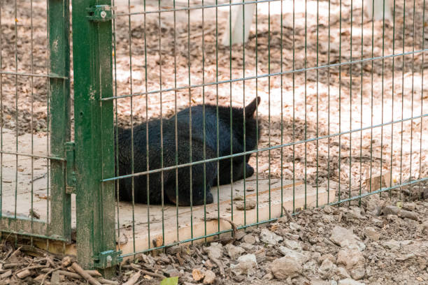 istock Black Cat Resting Behind a Fence in a Natural Setting 2180954703