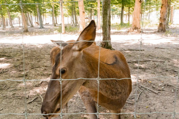 Close-Up of a Curious Deer Behind a Wire Fence in a Forest Setting.