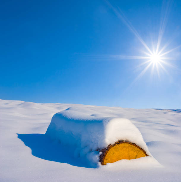 closeup tree log lie among snowbound forest glade at the sunny winter day