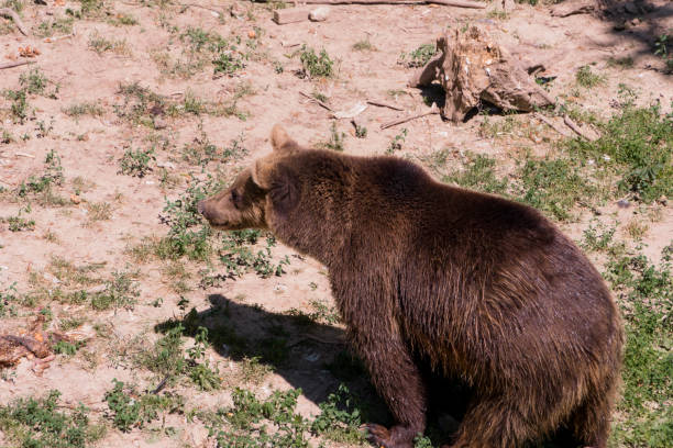 Brown Bear foraging in natural habitat on a sunny day.