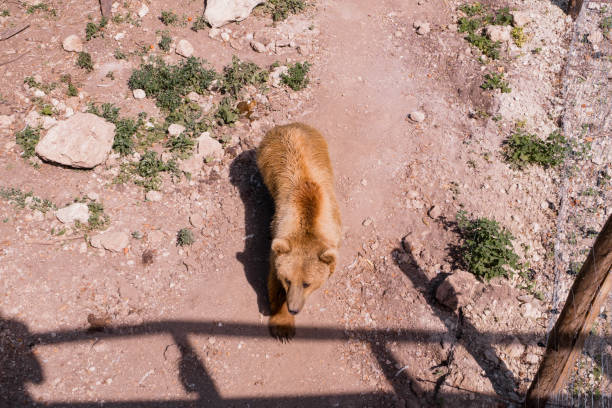 A solitary bear wandering along a rocky path in a sunlit enclosure.