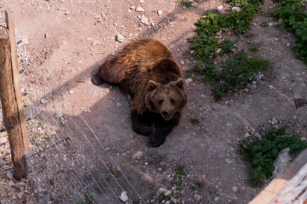 A Calm Grizzly Bear Relaxing in Its Natural Habitat.