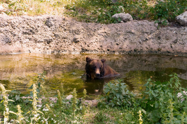 Majestic Brown Bear Relaxing in a Serene Waterhole Surrounded by Lush Greenery.