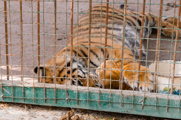 istock Majestic Tiger Relaxing in a Captive Enclosure 2180955176