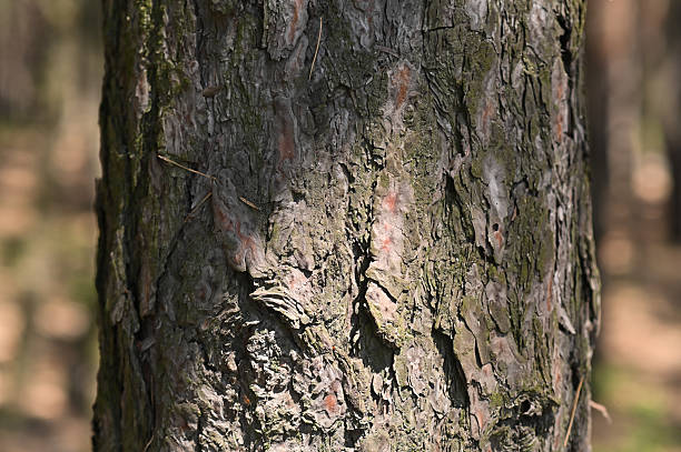 istock the bark of a pine tree is a close-up. background 2180955208