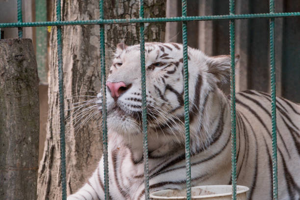 Close-up of a tiger head with fur pattern