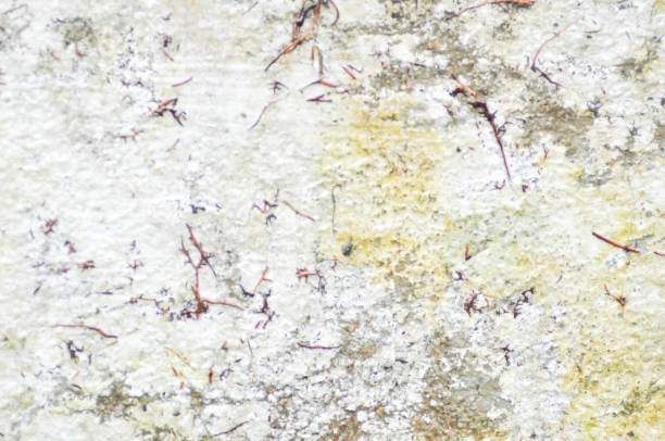 istock wall or fence, old wall or old fence or cement wall or cement wall texture 2180956935