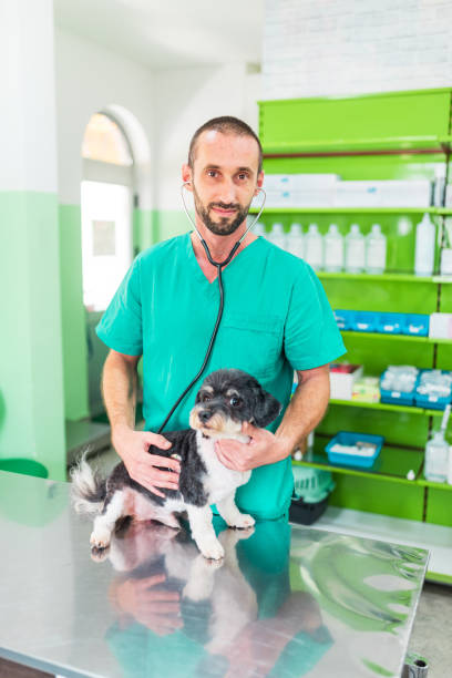 istock Veterinarian examining with stethoscope a small dog in clinic 2180959781