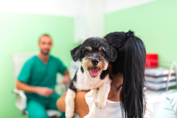 Happy dog smiling while being held by its owner during a check up at the vet clinic