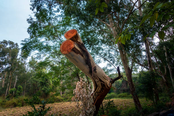 A cut-out of a eucalyptus tree branch revealing its inner wood and textures, highlighting the effects of deforestation on the outskirts of Dehradun City, Uttarakhand, India.