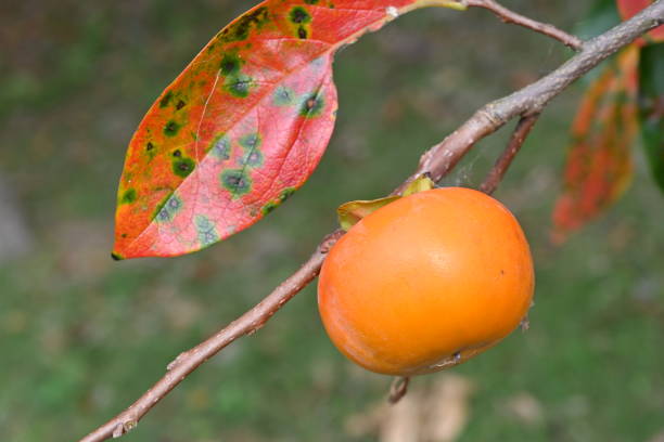 a pesimmon tree with fruit in autumn at sunset