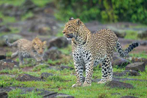 istock Female leopard stands with cub among rocks 2180964106