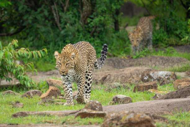 istock Female leopard walking across grass among rocks 2180964110
