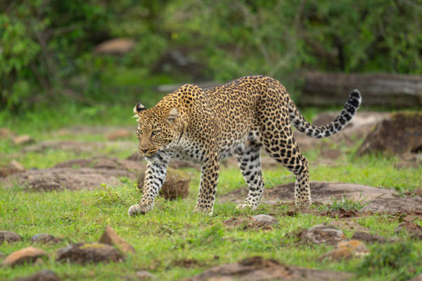 istock Female leopard walks through rocks lifting paw 2180964140