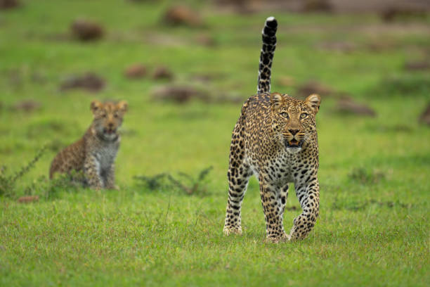 istock Female leopard walks away from seated cub 2180964142
