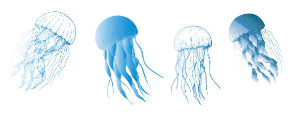 istock Vector beautiful jellyfish. Hand painted sketch. Graphic clip art isolated on background. Underwater illustration. For designers, invitations, decoration, postcards, wrapping paper, scrapbooking, covers 2180964248