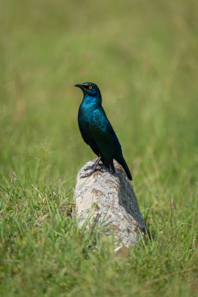 istock Greater blue-eared starling on rock in grass 2180964274