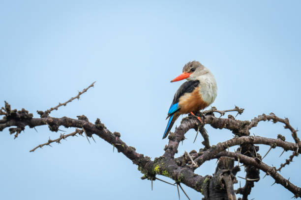 istock Grey-headed kingfisher cocks head on whistling thorn 2180964315