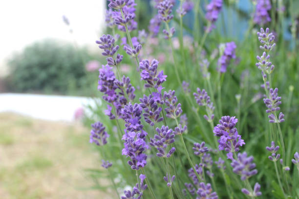 istock Lavender flowers in the garden (Lavandula). Abkhazia 2180964497