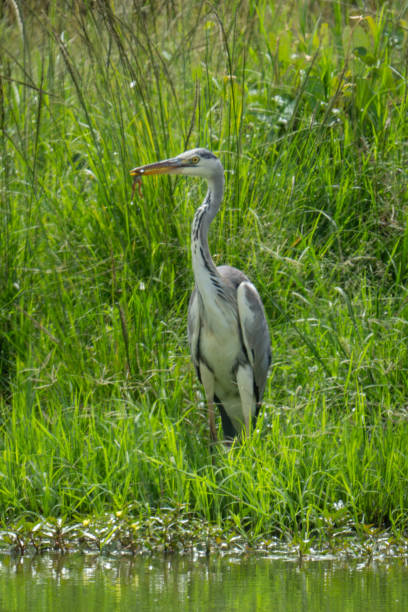 istock Juvenile black-headed heron on riverbank catching frog 2180964525