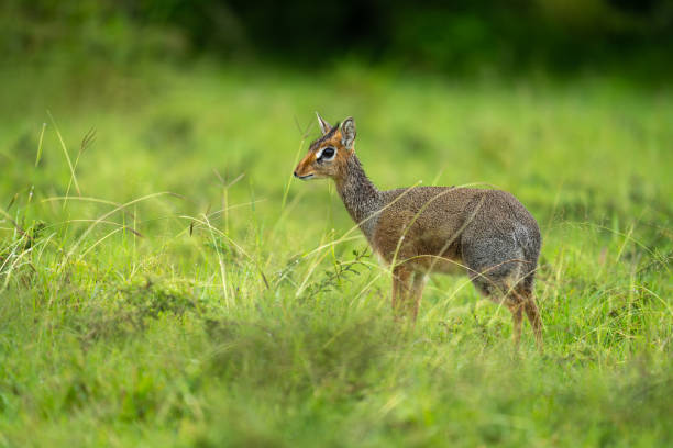 istock Kirk dik-dik stands in profile in grass 2180964592