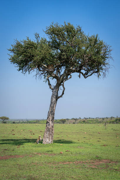 istock Leopard cub jumps towards mother in tree 2180964869