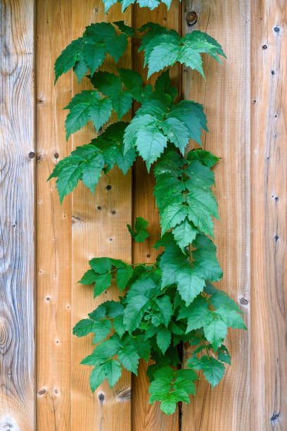 istock Green Leaf Wood Fence 2180966796