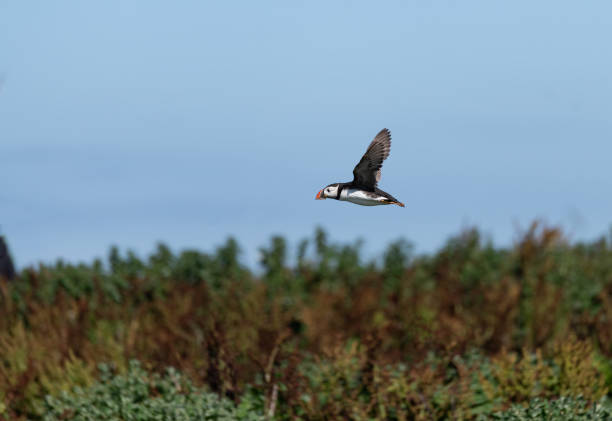 Puffin in flight, Northumberland, England
