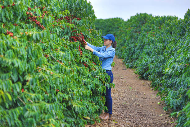 istock Woman farmer in coffee plantation 2180972215